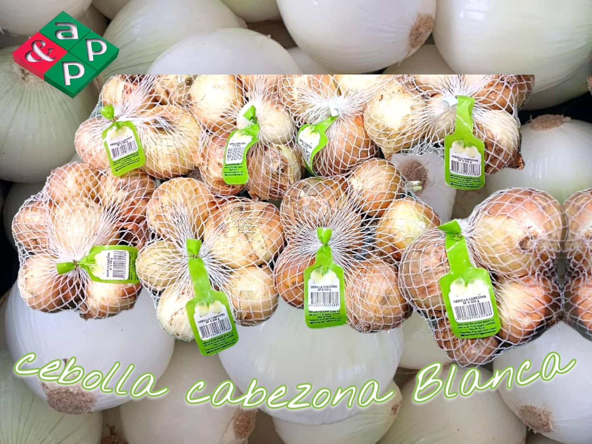 CEBOLLA CABEZONA BLANCA